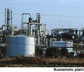 Kumamoto plant